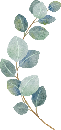 Watercolor Eucalyptus Leaves Illustration