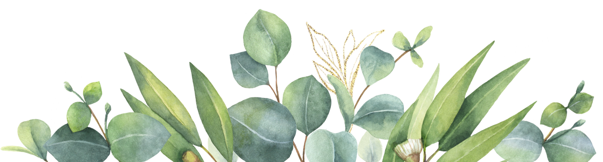 Watercolor eucalyptus leaves. Flower illustration