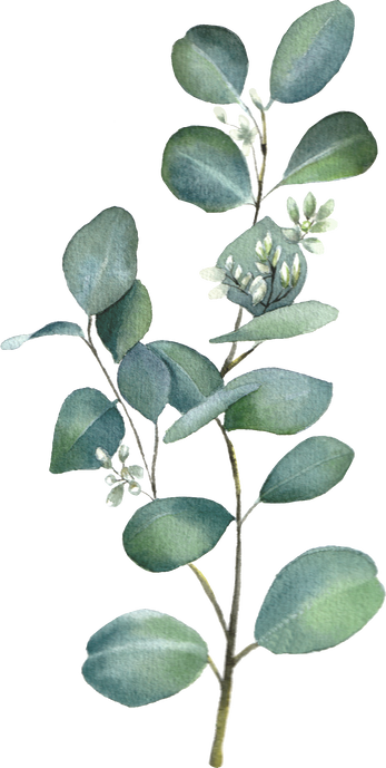 Eucalyptus green branch. Watercolor floral element